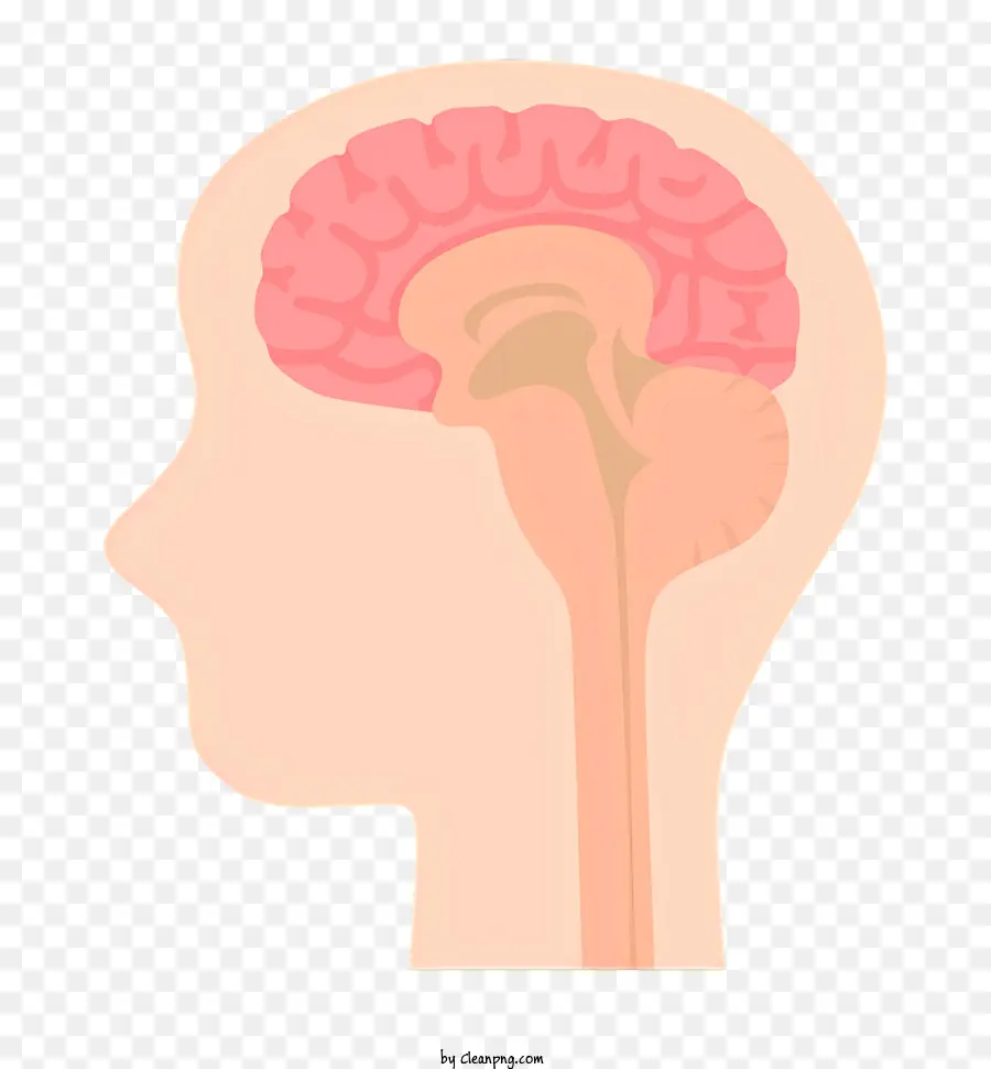Saúde，Cérebro Humano PNG