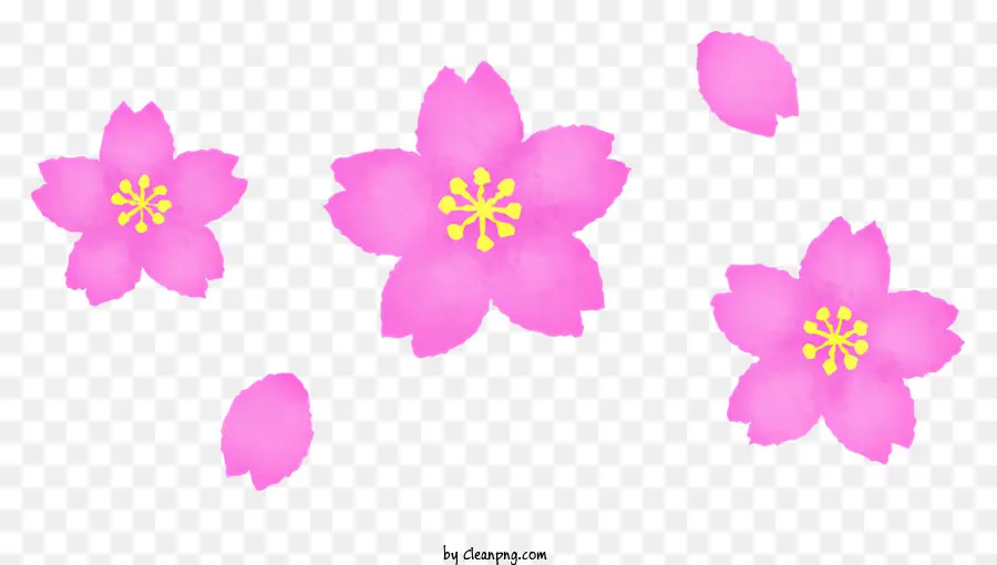 Rosa Cereja Floresce，Fã De Cherry Blossom PNG