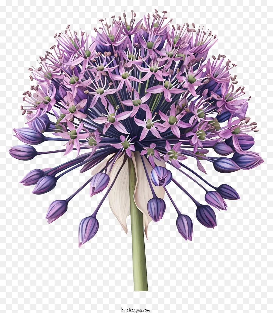 Allium Giganteum，Flor De Aggall Roxa PNG