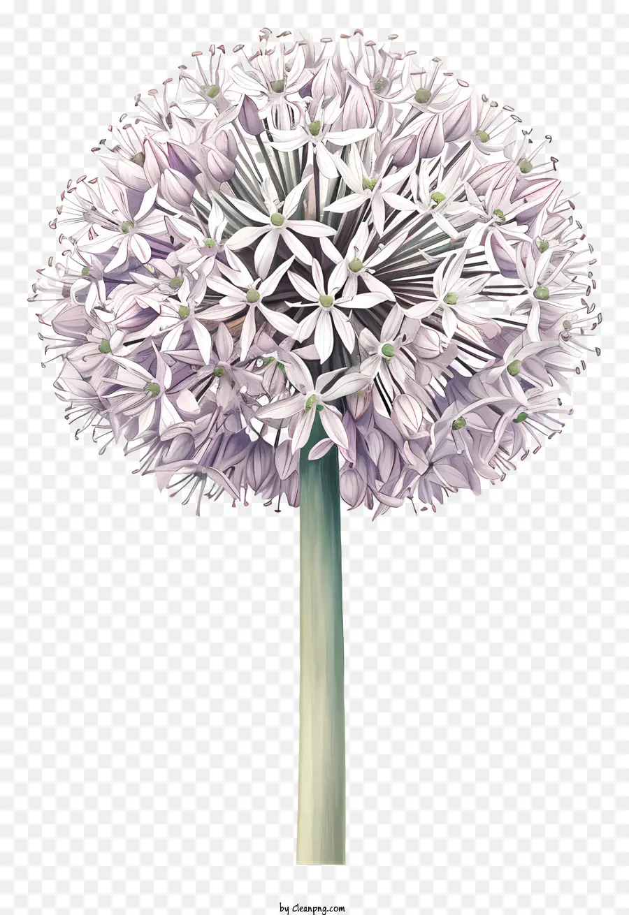 Allium Giganteum，Cebola Roxa Gigante PNG