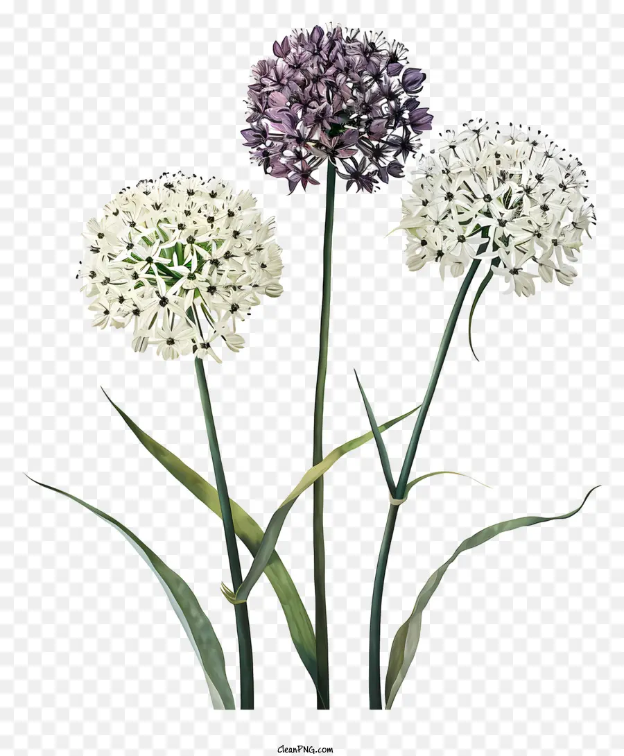 Allium Giganteum，Flores Brancas PNG