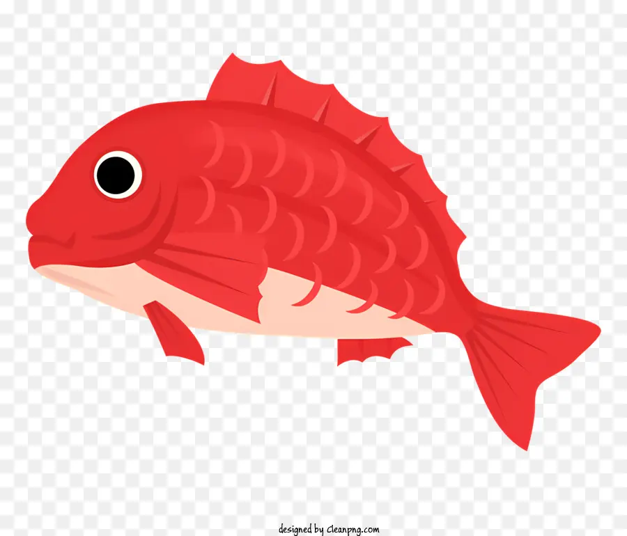 Peixe Vermelho，Corpo Redondo PNG