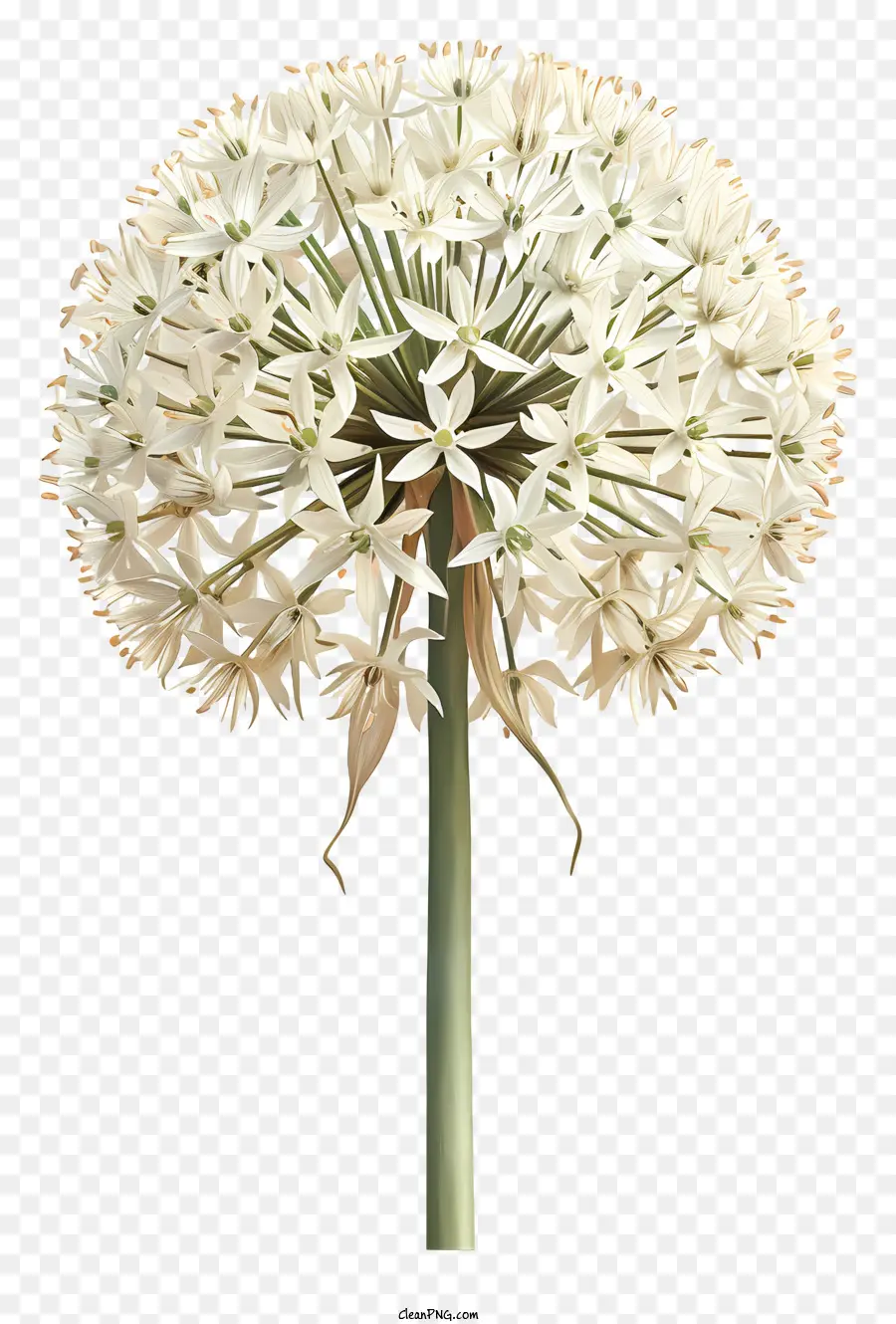 Allium Giganteum，Flor PNG