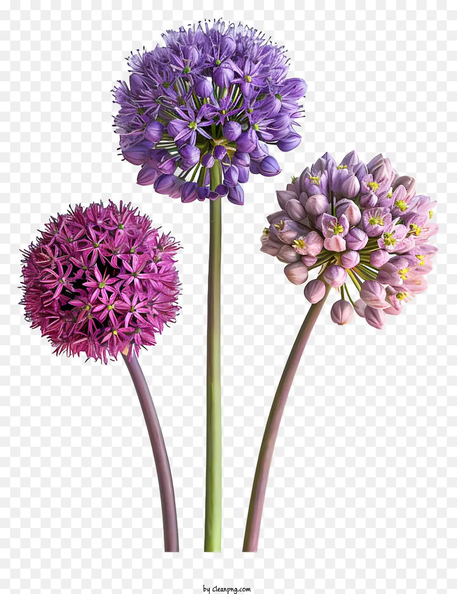 Allium Giganteum，Flores Roxas PNG