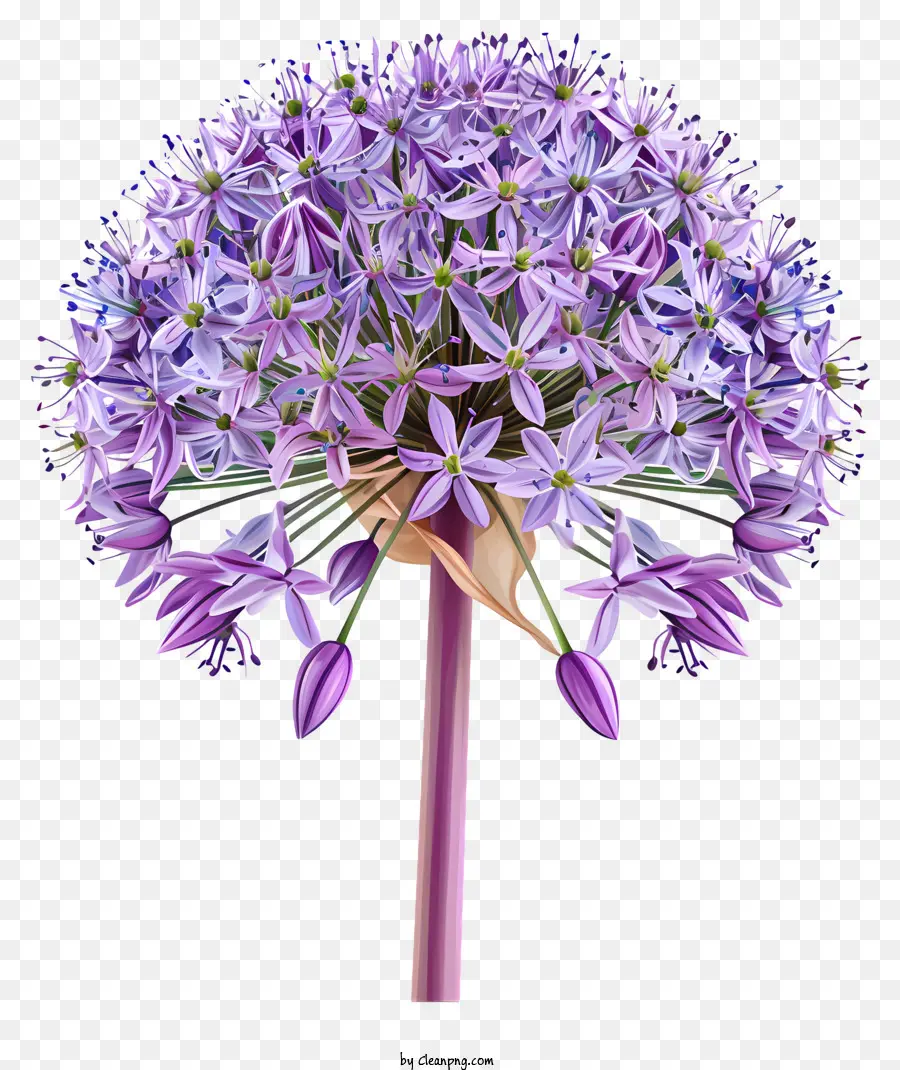 Allium Giganteum，Flor Roxa PNG
