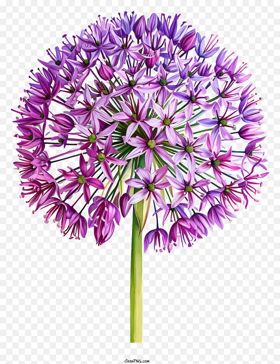 Allium Giganteum，Grande Flor Roxa PNG