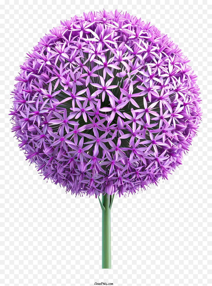 Allium Giganteum，Flor PNG