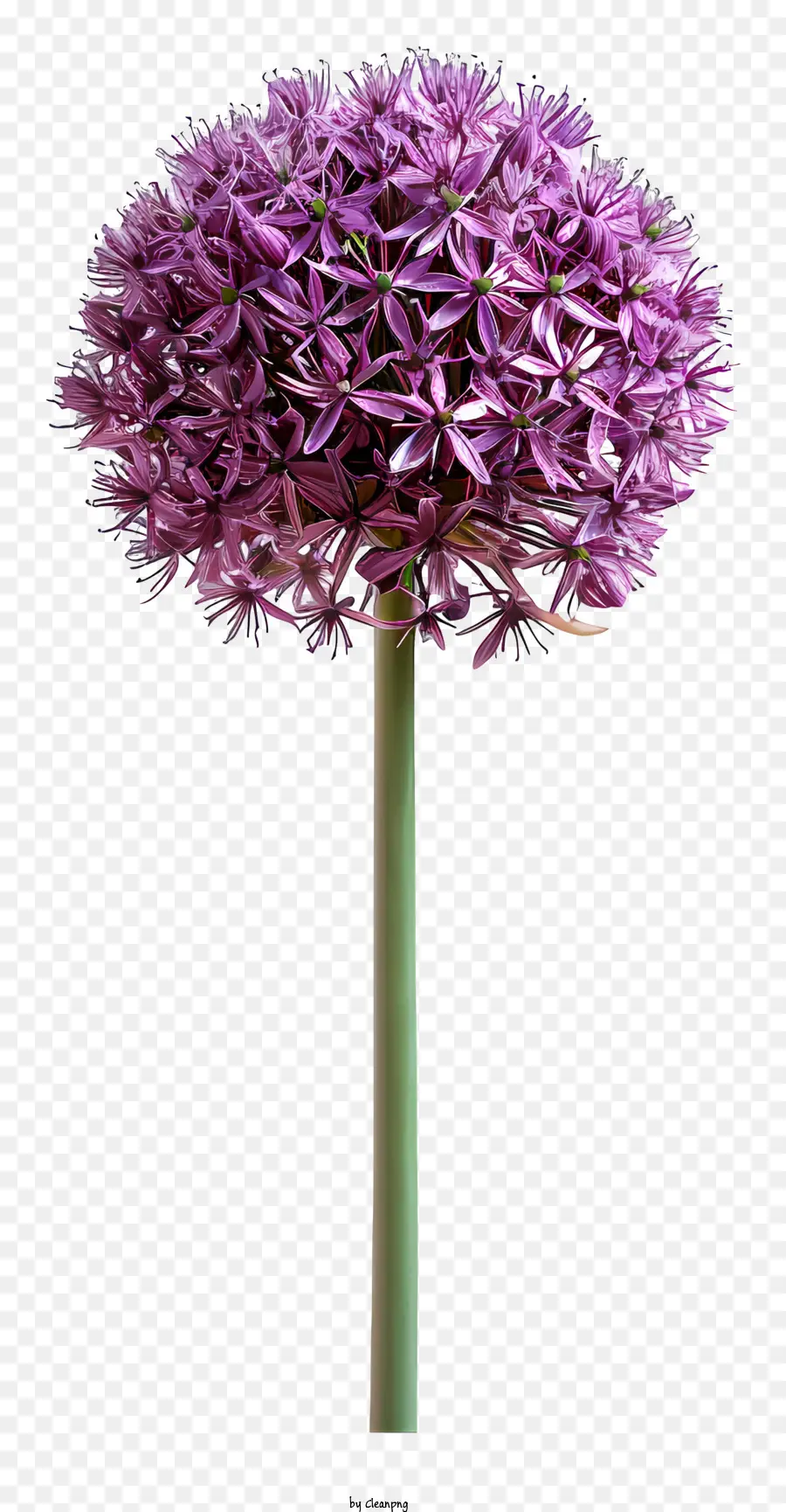 Allium Giganteum，Allium Flor PNG