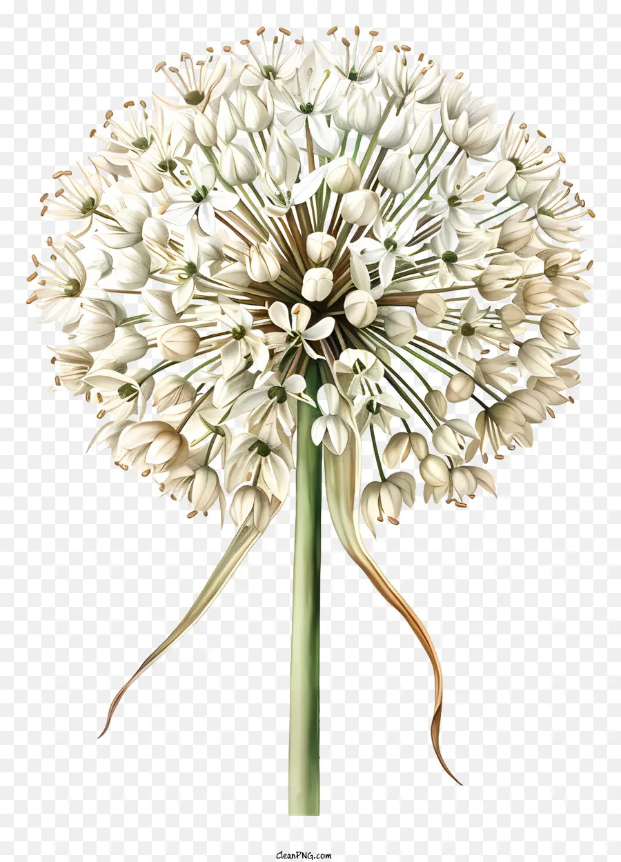 Allium Giganteum，Pintura PNG