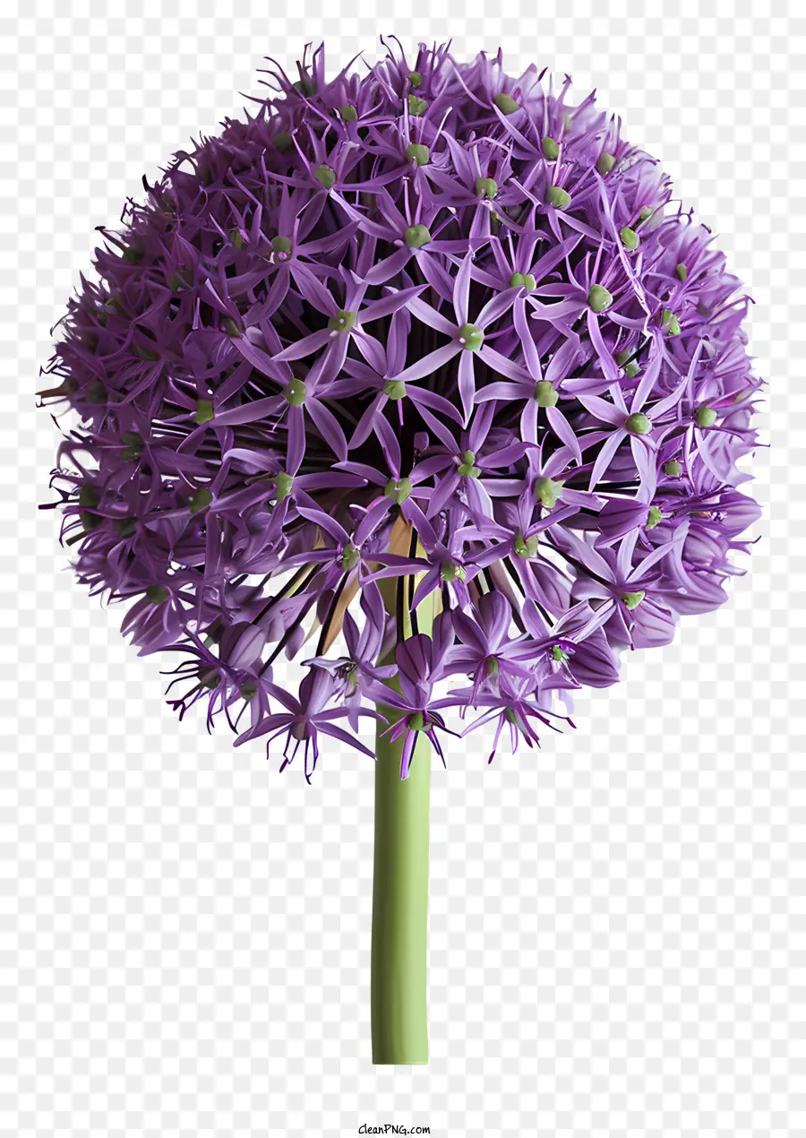 Allium Giganteum，Flor De Cebola Roxa PNG