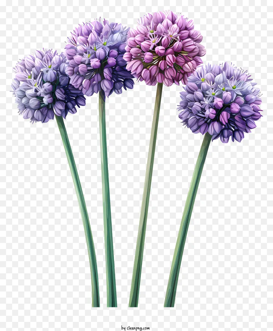 Allium Giganteum，Lavanda Floresce PNG