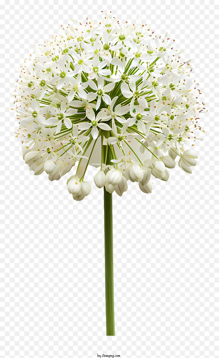 Allium Giganteum，Flor Branca PNG