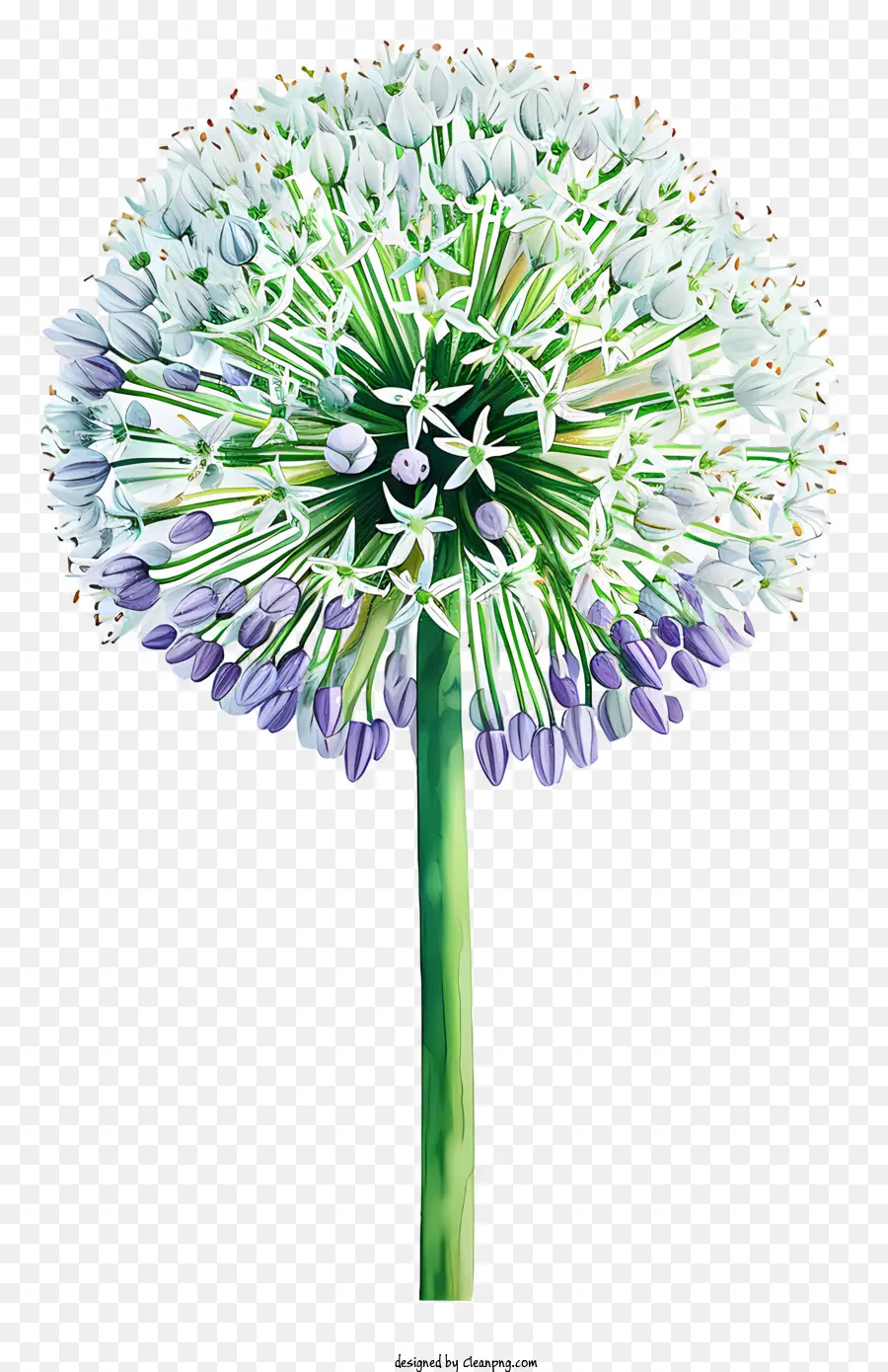 Allium Giganteum，Flor Branca E Roxa PNG