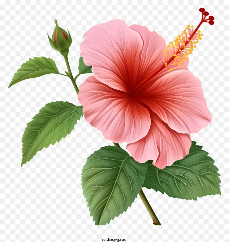 Rose Of Sharon Ilustra，Flor Cor De Rosa Do Hibiscus PNG