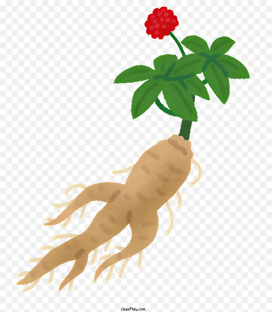 ícone，Ginseng PNG