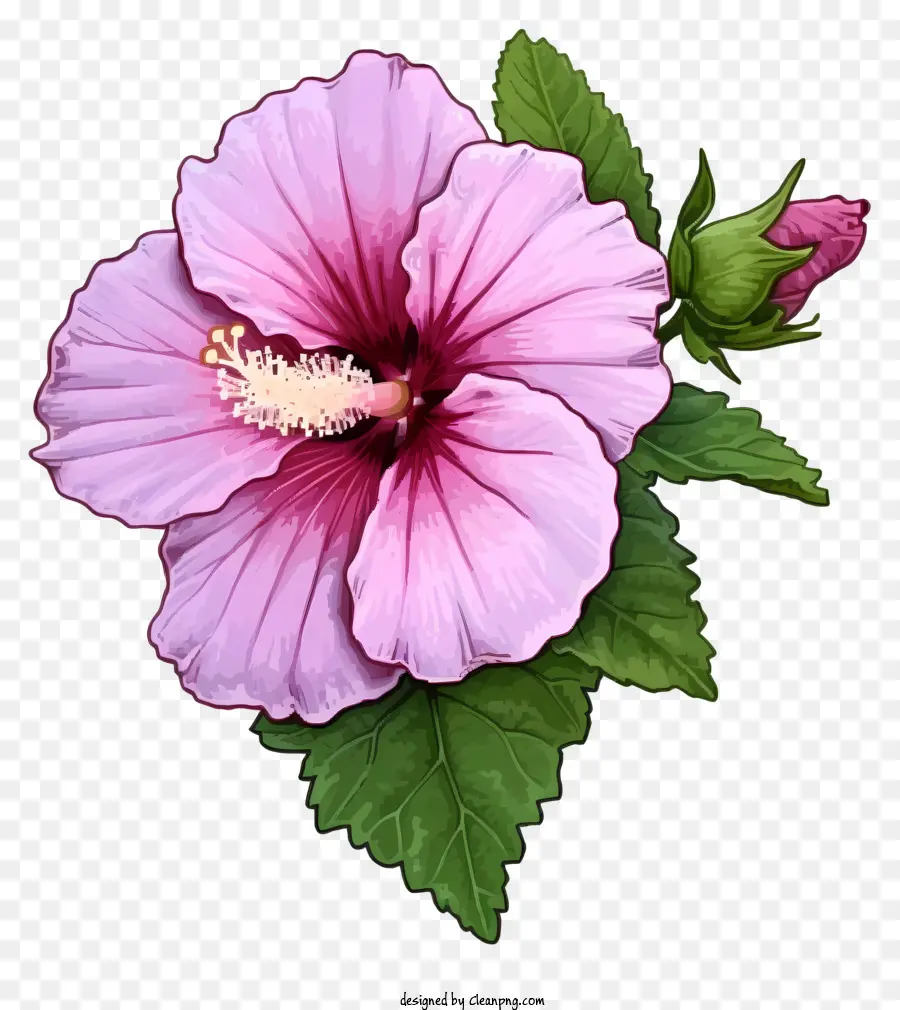 Cartoon Rose Of Sharon，Flor Cor De Rosa Do Hibiscus PNG