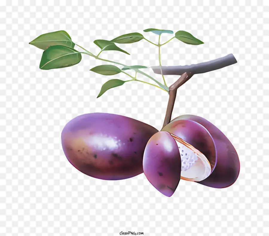 Frutas，Ilustração A Preto E Branco PNG