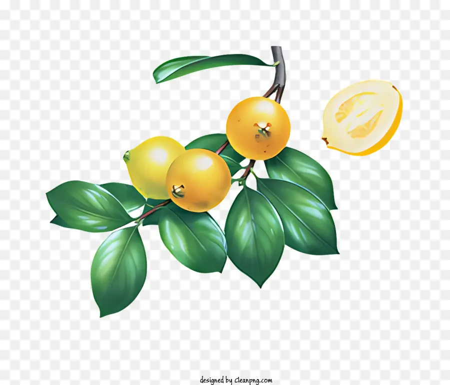 Frutas，Ramo PNG