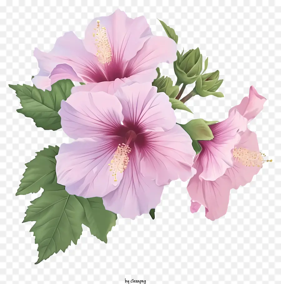Rose Of Sharon Ilustrar，Flores De Hibisco PNG