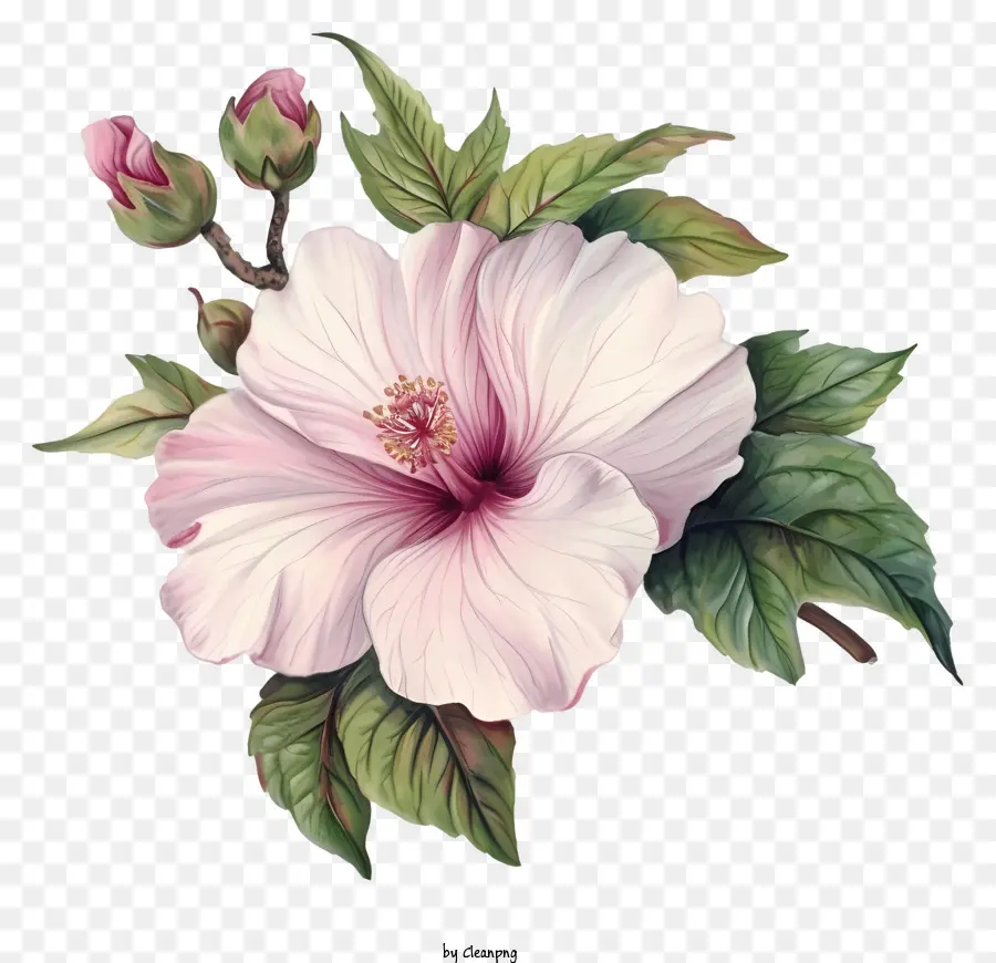 Rosa Plana De Sharon，Hibisco Branco PNG