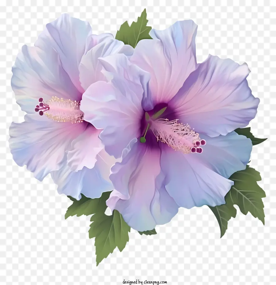 Pastel Rose Of Sharon，Flores De Hibisco Rosa PNG