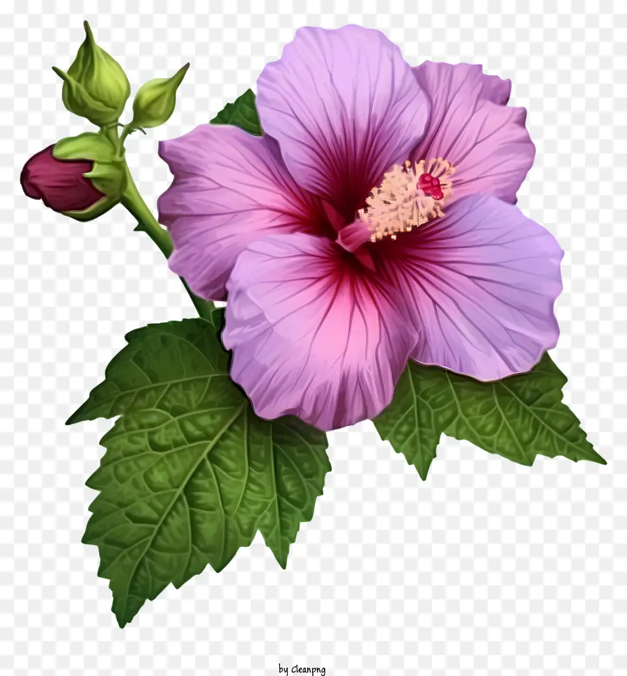 Cartoon Rose Of Sharon，Cor De Rosa Hibisco PNG