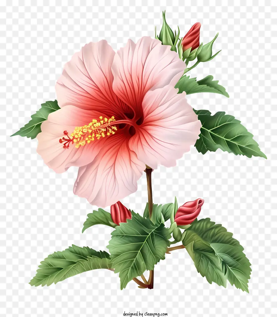 Rose Of Sharon Ilustrar，Flor Cor De Rosa Do Hibiscus PNG