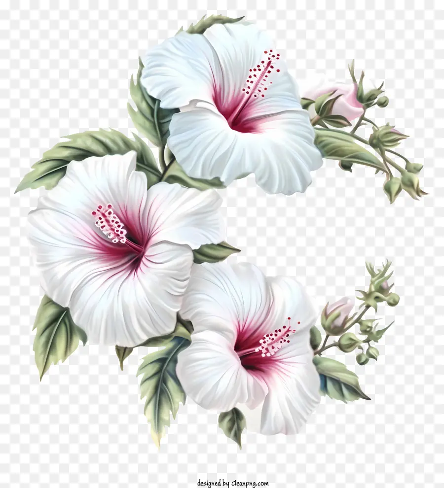 Cartoon Rose Of Sharon，Flor De Hibisco Branco PNG