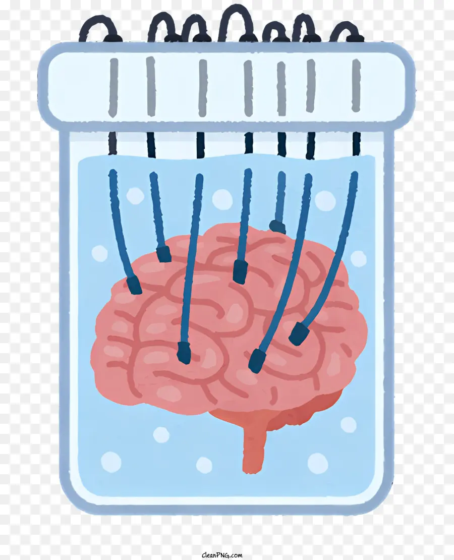 Cérebro De Vidro，O Cérebro Humano Modelo PNG