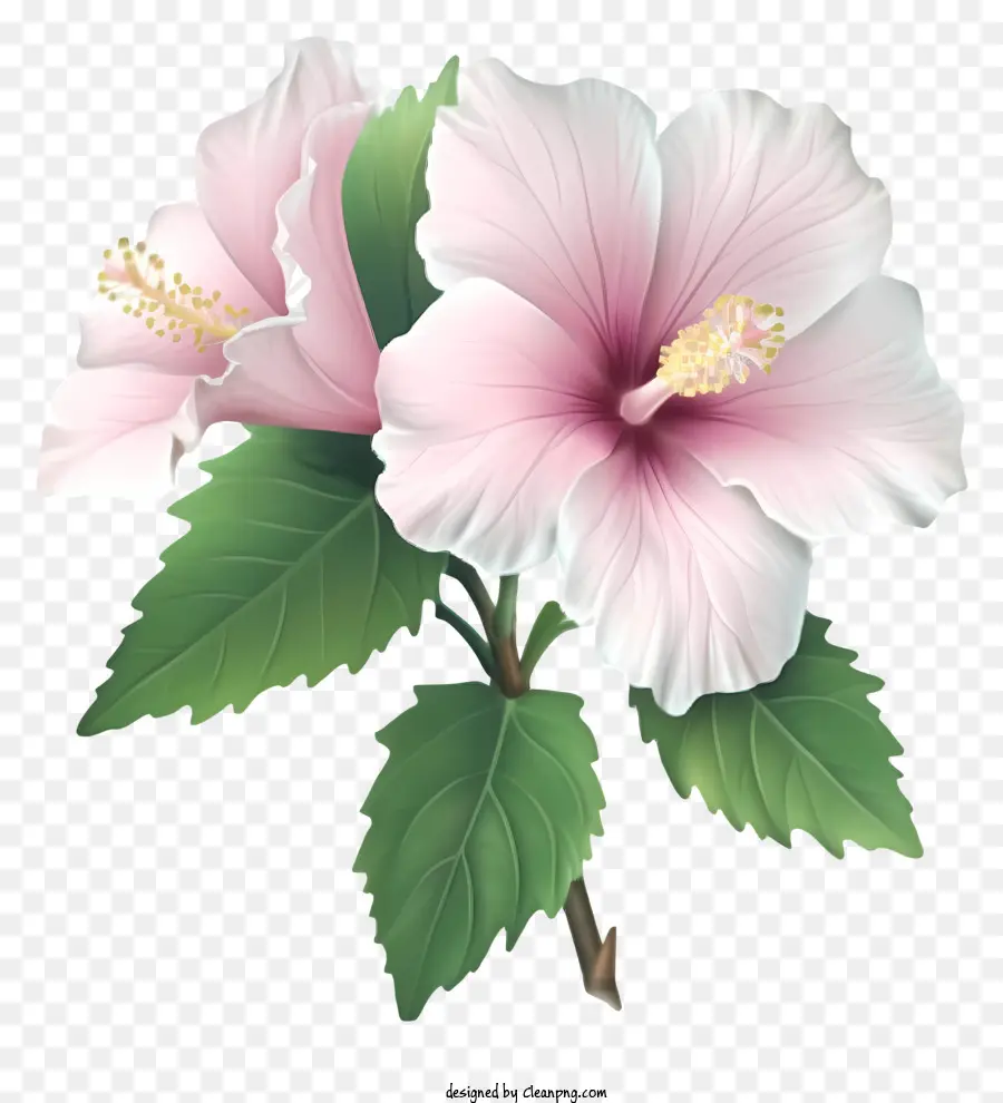 Rosa De Sharon Realista，Hibisco Branco PNG