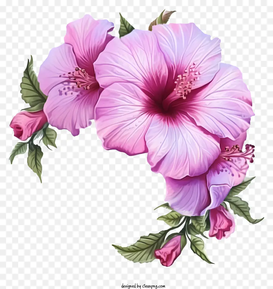 Cartoon Rose Of Sharon，Flor Cor De Rosa Do Hibiscus PNG