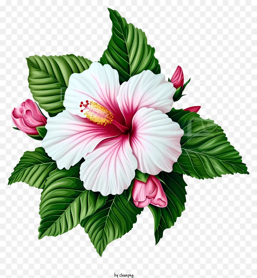 Rose Of Sharon Icon，Flor De Hibisco PNG