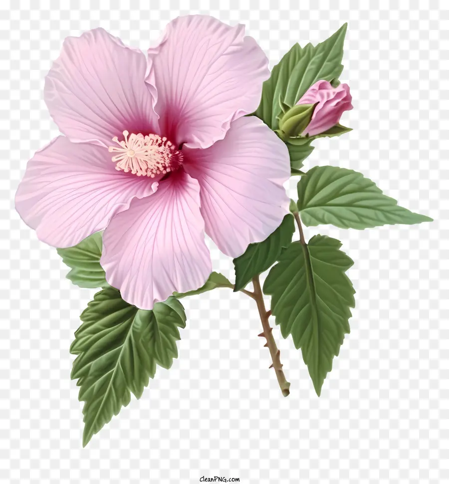 No Estilo Da Ilustração Romântica，Rosa De Sarom PNG