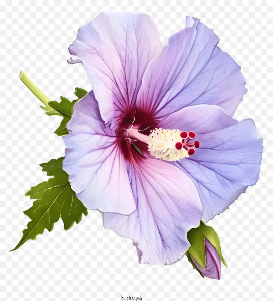 Aquarela Rose De Sharon，Flor Cor De Rosa Do Hibiscus PNG