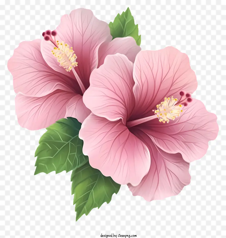 Rose De Sharon Emoji，Cor De Rosa Hibisco PNG