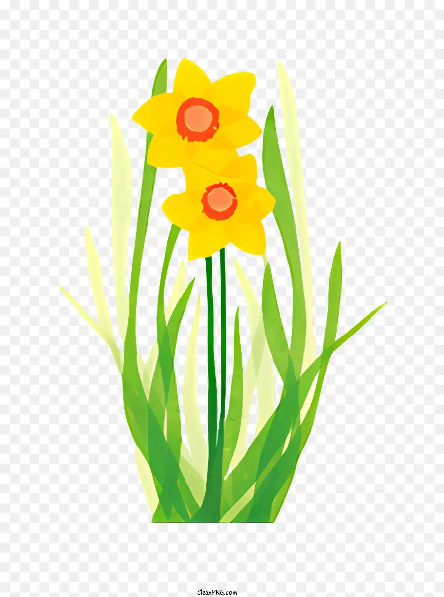 Flor，Narcisos Amarelos PNG