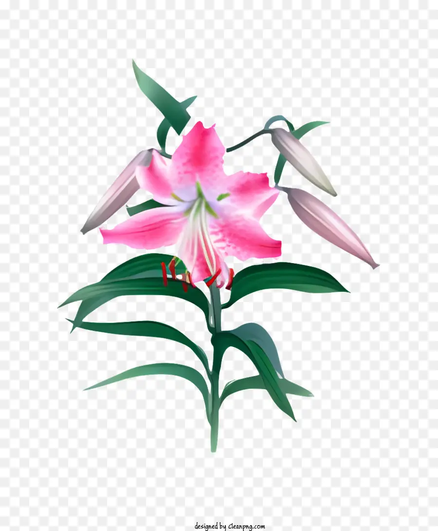 Flor，Flor De Lírios Rosa PNG