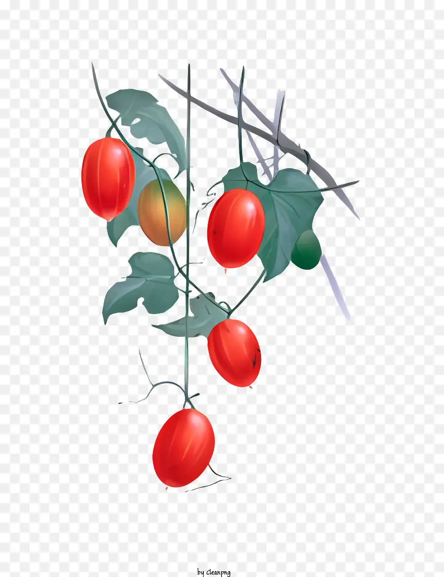 Flor，Planta De Tomate PNG