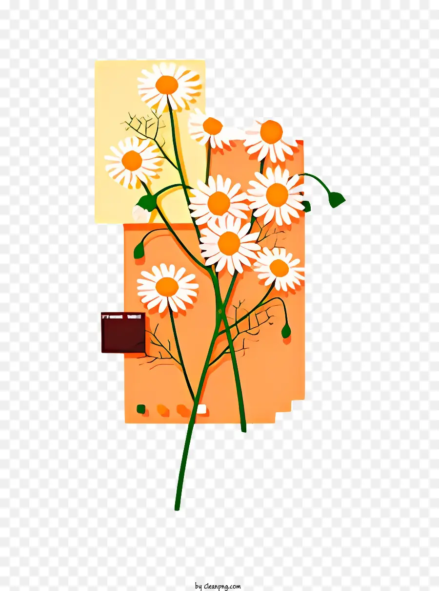 Flor，Daisies Brancos PNG