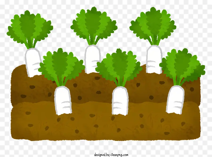 Plantas Pequenas，Plantas Com Folhas Redondas PNG