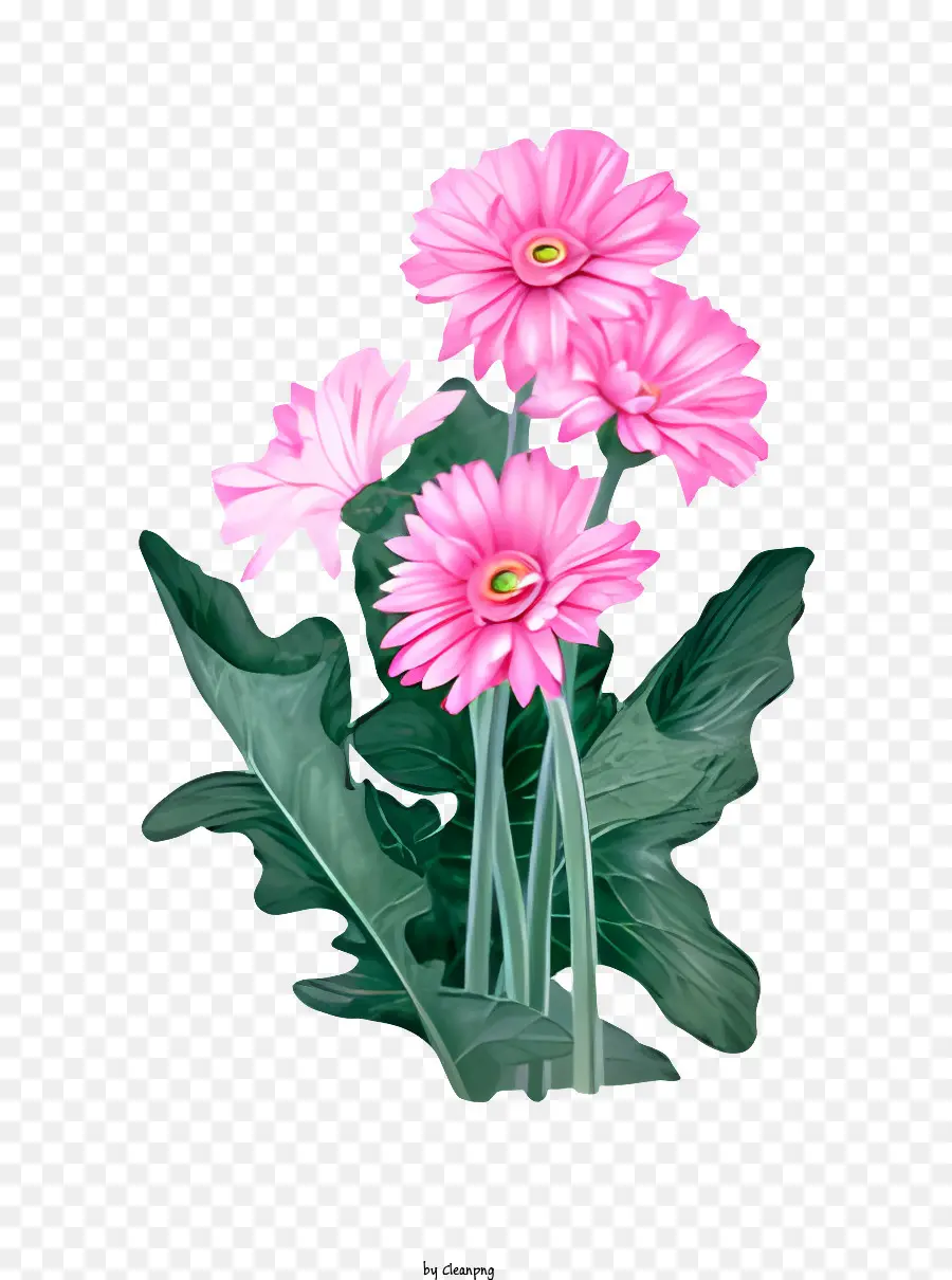 Flor，Flores De Margarida Rosa PNG