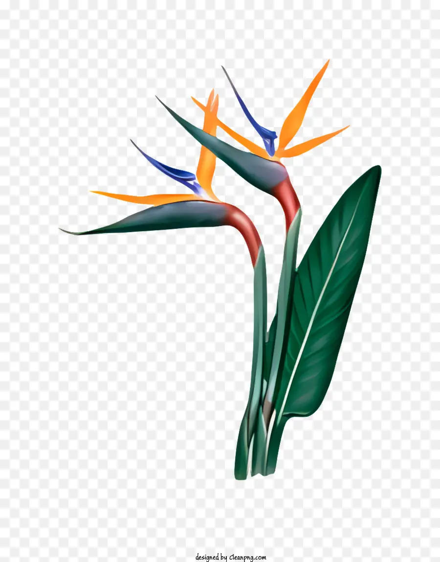 Flor，Bird Of Paradise Plant PNG