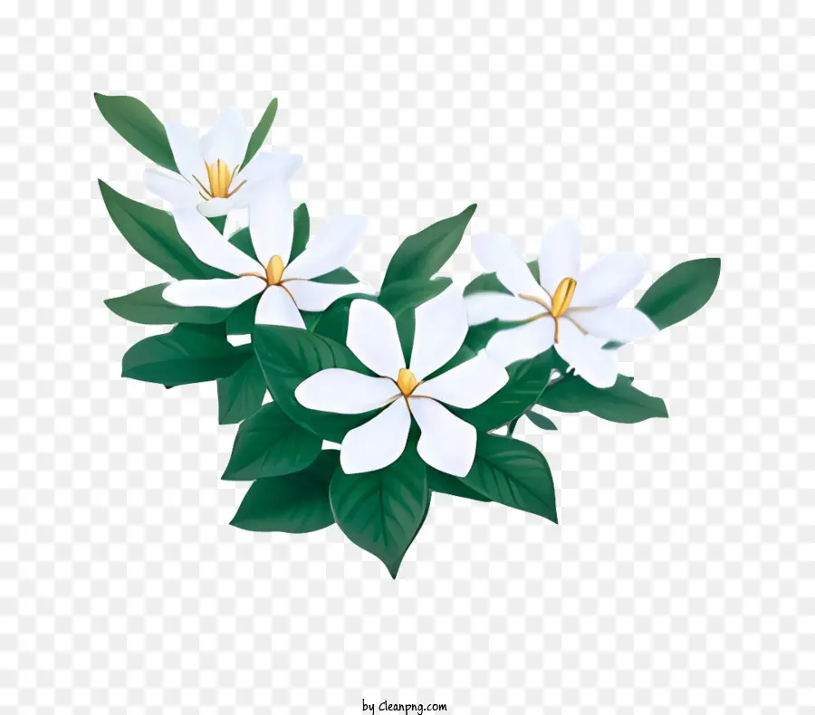 Flor，Planta De Jasmim PNG