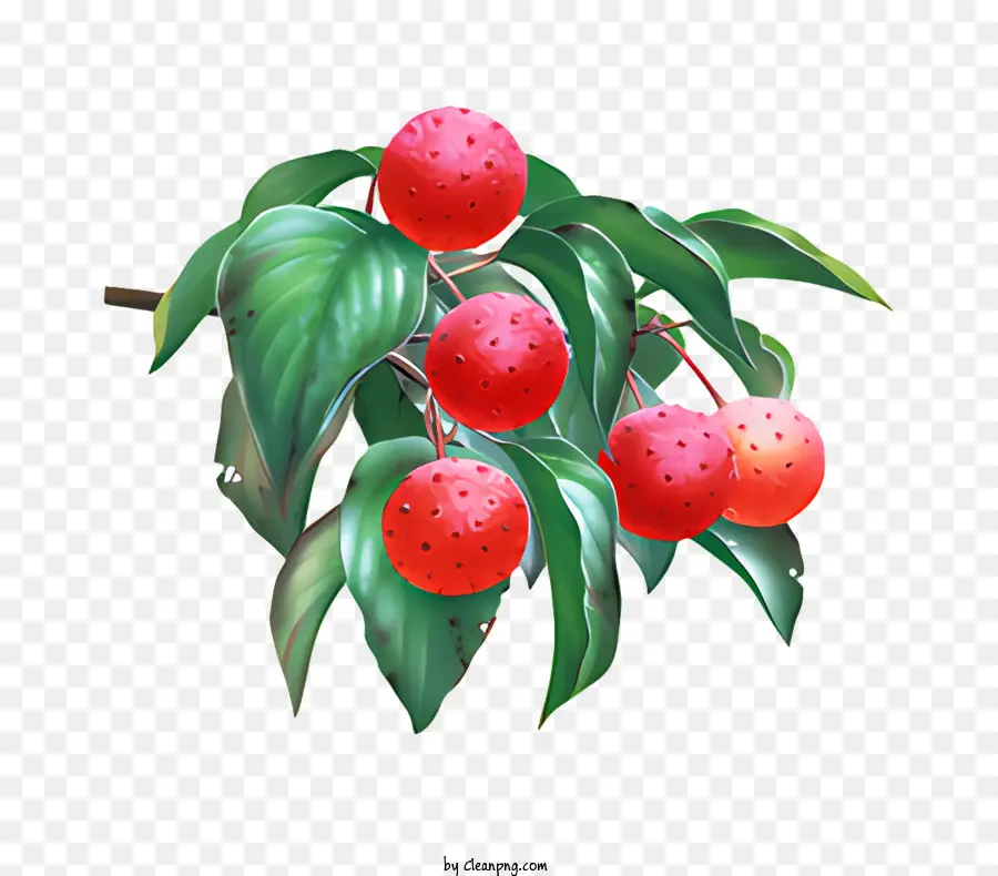 Frutas，Frutos Vermelhos PNG