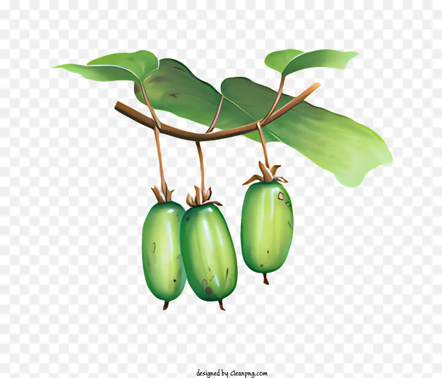 Frutas，Fruta Verde PNG