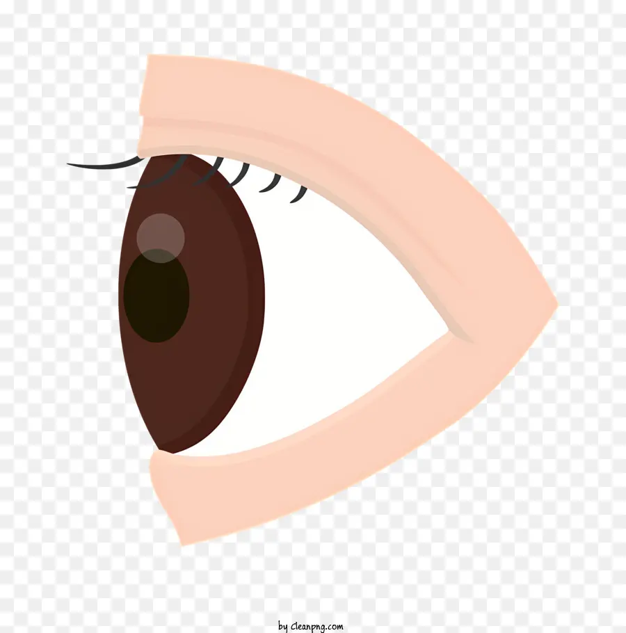 Anatomia Do Olho，Cor Da íris PNG