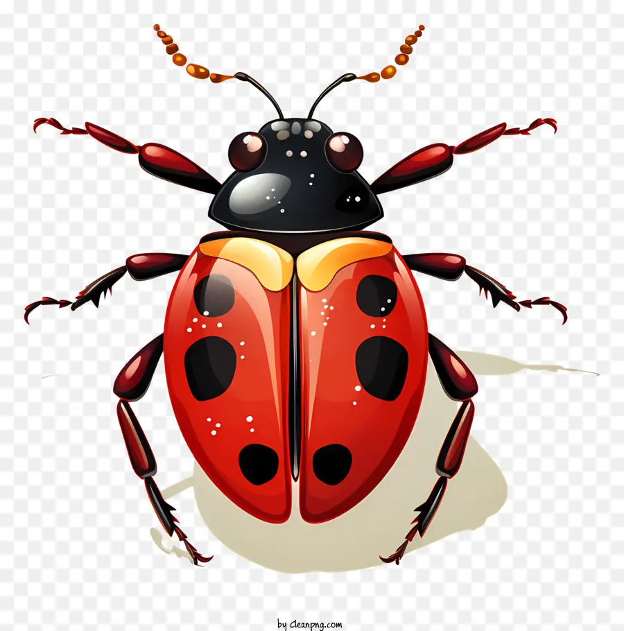 Ladybug Plana，Joaninha PNG