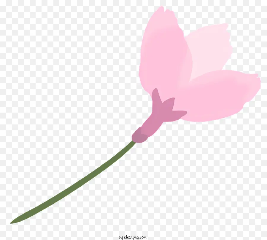 Sakura，Flor Rosa PNG
