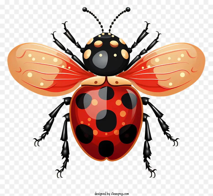 Ladybug Plana，Joaninha PNG