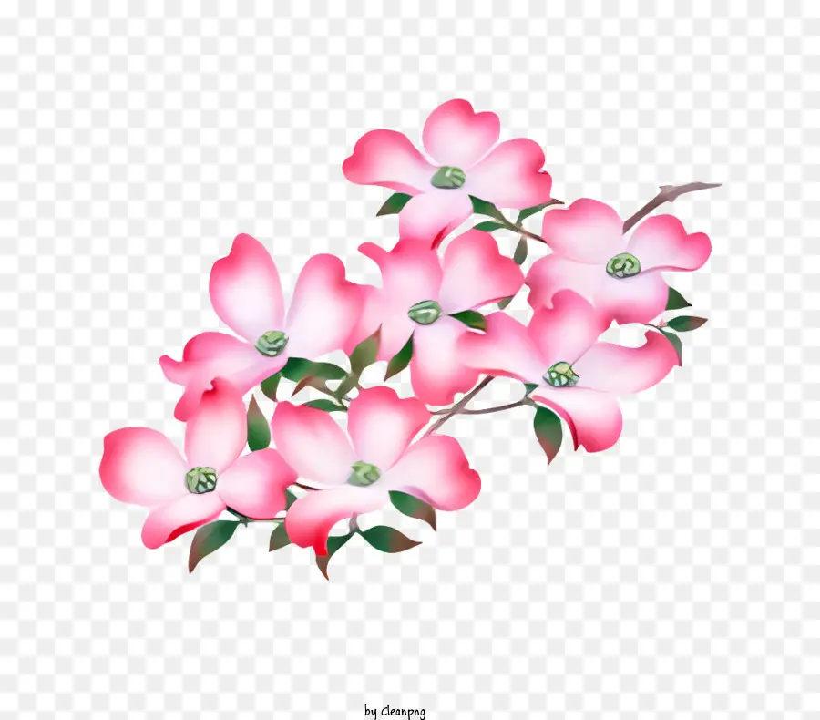 Flor，Flores De Dogwood Rosa PNG